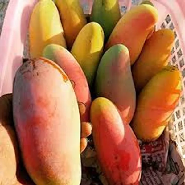 Mohachanok_|_Banana_Mango_Plant