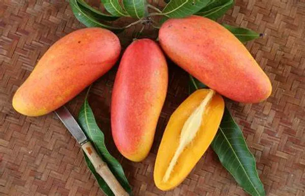 Mohachanok_|_Banana_Mango_Plant