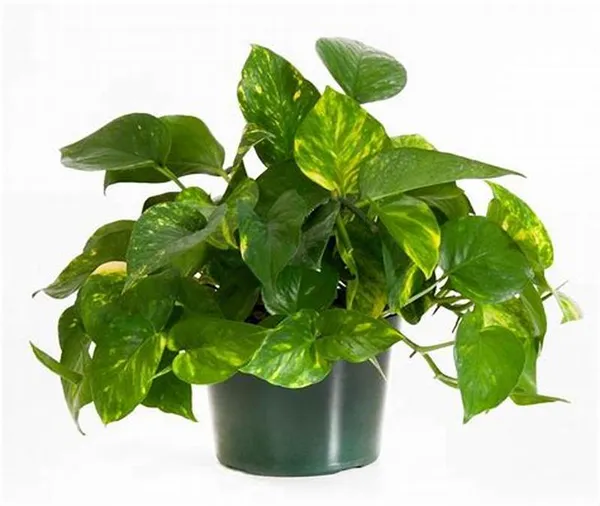 Air_Purifying_Money_Plant
