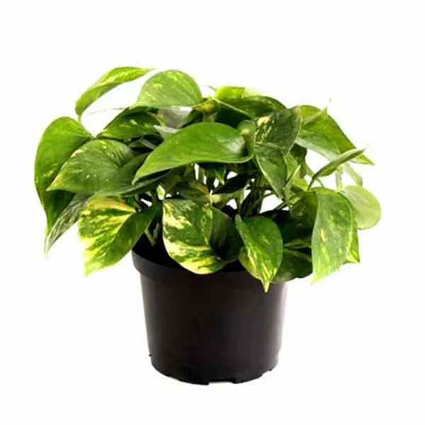 Air_Purifying_Money_Plant
