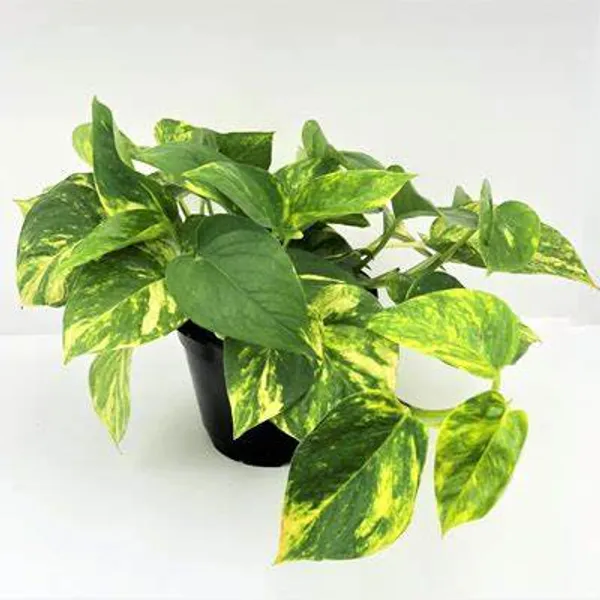 Air_Purifying_Money_Plant