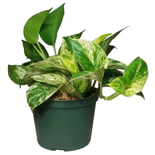 Money_Plant_(Air_Purifying)_Climbing__Indoor_Plant_Money_Plant_Good_For_Luck_&_Home_Decoration|Gardening__Healthy_Plant