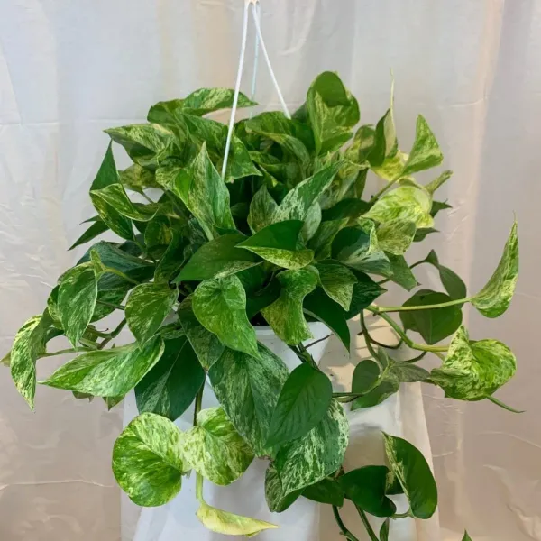 Money_Plant_(Air_Purifying)_Climbing__Indoor_Plant_Money_Plant_Good_For_Luck_&_Home_Decoration|Gardening__Healthy_Plant