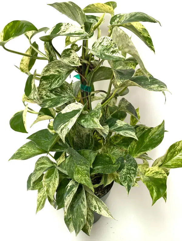 Money_Plant_(Air_Purifying)_Climbing__Indoor_Plant_Money_Plant_Good_For_Luck_&_Home_Decoration|Gardening__Healthy_Plant