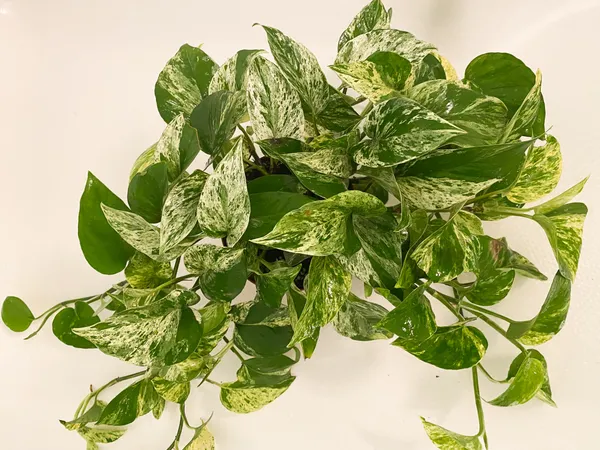 Money_Plant_(Air_Purifying)_Climbing__Indoor_Plant_Money_Plant_Good_For_Luck_&_Home_Decoration|Gardening__Healthy_Plant