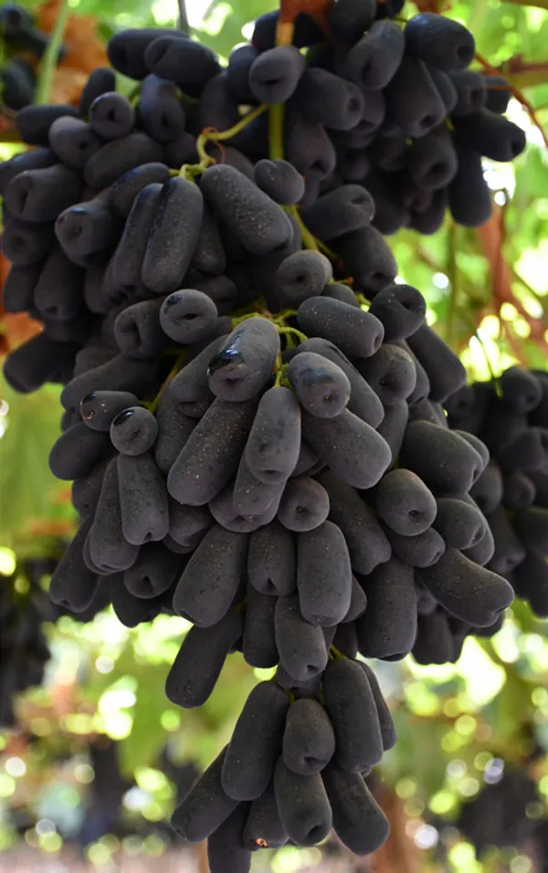 Moondrop_Variety_Healthy_Grapes_Fruit_Plant_&_Tree_(1.5-3.5_Ft_Hight)_For_Home_Gardening_Moondrop_Hybrid_Grapes_Plant