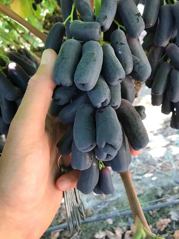 Moondrop_Variety_Healthy_Grapes_Fruit_Plant_&_Tree_(1.5-3.5_Ft_Hight)_For_Home_Gardening_Moondrop_Hybrid_Grapes_Plant