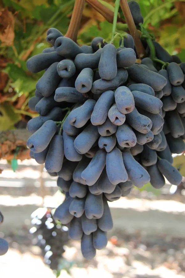 Moondrop_Variety_Healthy_Grapes_Fruit_Plant_&_Tree_(1.5-3.5_Ft_Hight)_For_Home_Gardening_Moondrop_Hybrid_Grapes_Plant