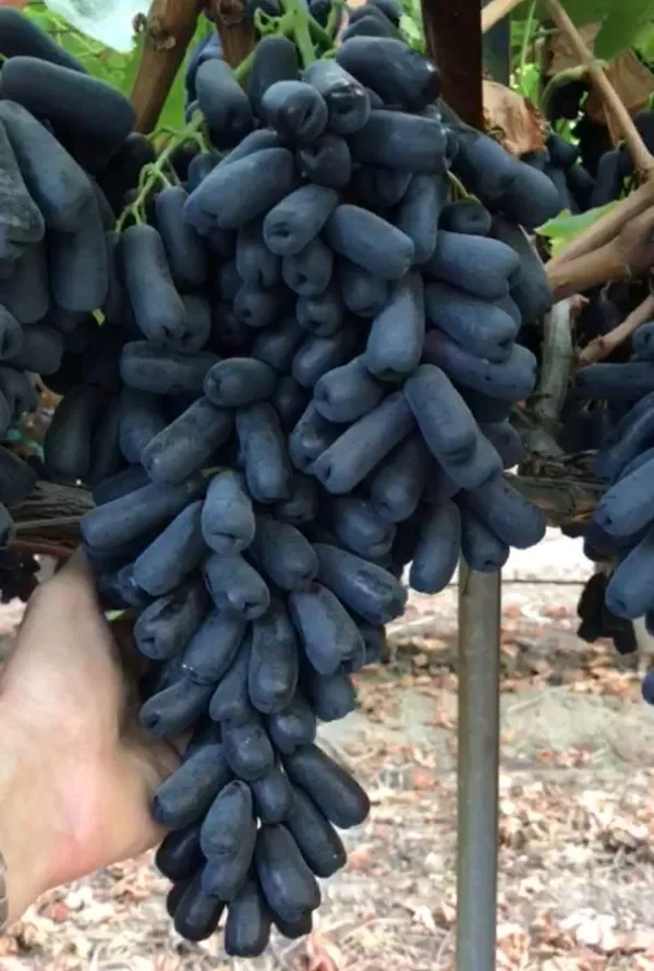 Moondrop_Variety_Healthy_Grapes_Fruit_Plant_&_Tree_(1.5-3.5_Ft_Hight)_For_Home_Gardening_Moondrop_Hybrid_Grapes_Plant