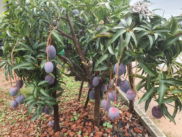 Most_Expensive_Blackstone_Grafted_Mango_Fruit_Plant_&_Tree_For_Home_Gardening_Hybrid
