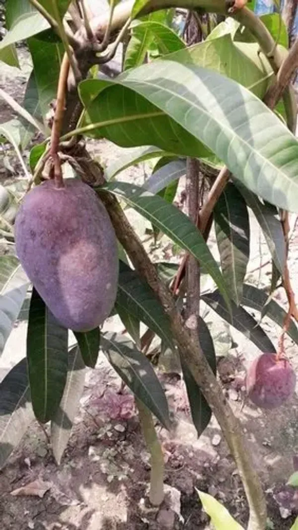 Most_Expensive_Blackstone_Grafted_Mango_Fruit_Plant_&_Tree_For_Home_Gardening_Hybrid