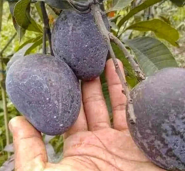 Most_Expensive_Blackstone_Grafted_Mango_Fruit_Plant_&_Tree_For_Home_Gardening_Hybrid