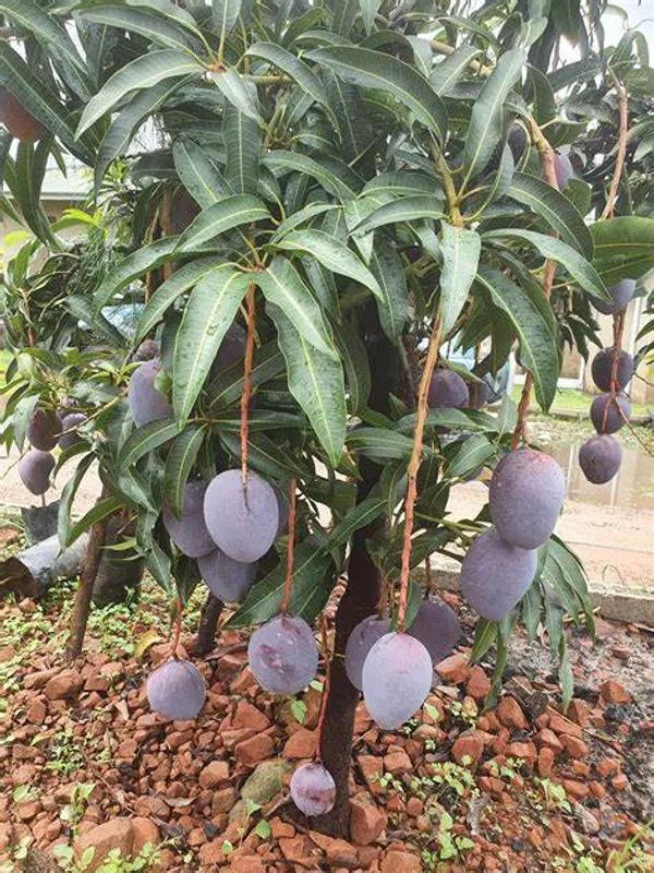 Most_Expensive_Blackstone_Grafted_Mango_Fruit_Plant_&_Tree_For_Home_Gardening_Hybrid