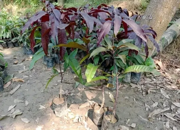 Most_Expensive_Blackstone_Grafted_Mango_Fruit_Plant_&_Tree_For_Home_Gardening_Hybrid