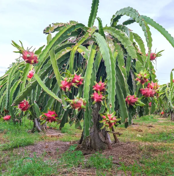Most_Expensive_Dragon_Fruit_Origial_Plant_&_Tree_(It'S_Flesh_White_With_Tiny,_Black_Seeds)_For_Home_Gardening_Hybrid_Dragon_(Dwarf_Variety)_Fruit_Plant_Good_For_Health