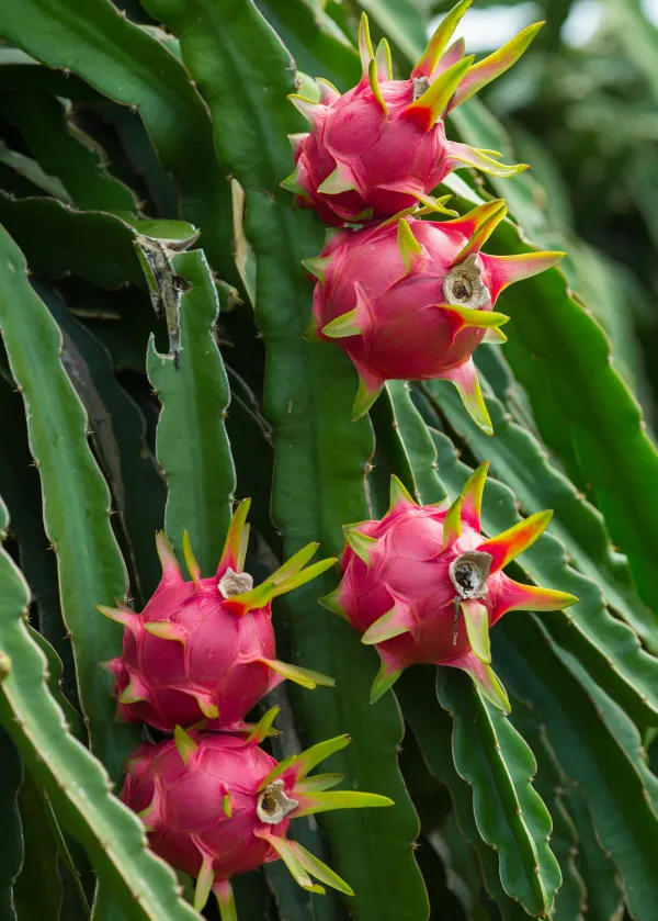 Most_Expensive_Dragon_Fruit_Origial_Plant_&_Tree_(It'S_Flesh_White_With_Tiny,_Black_Seeds)_For_Home_Gardening_Hybrid_Dragon_(Dwarf_Variety)_Fruit_Plant_Good_For_Health