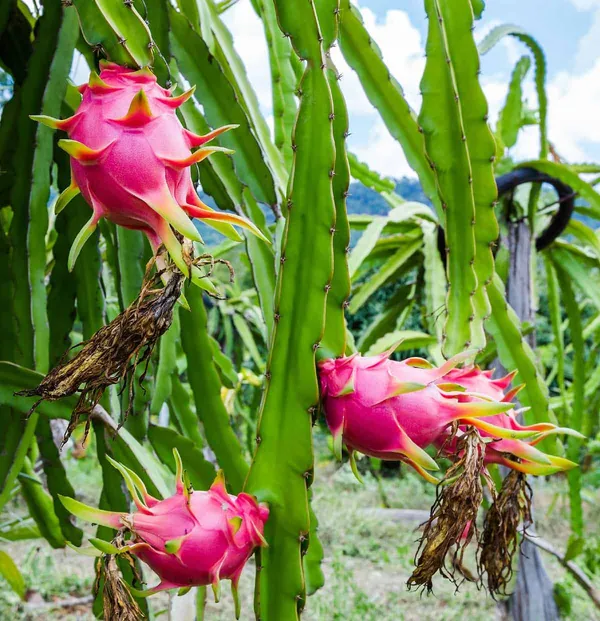 Most_Expensive_Dragon_Fruit_Origial_Plant_&_Tree_(It'S_Flesh_White_With_Tiny,_Black_Seeds)_For_Home_Gardening_Hybrid_Dragon_(Dwarf_Variety)_Fruit_Plant_Good_For_Health
