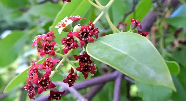 Most_Expensive_Red_Sandalwood_Plant_&_Tree_Hybrid_For_Home_Garden_Red_Sandalwood_Good_For_Health_(_Plant_Hight_1.5-3.5_Ft_)