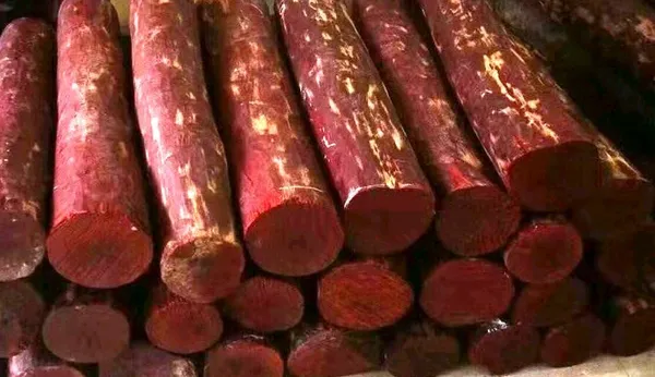 Most_Expensive_Red_Sandalwood_Plant_&_Tree_Hybrid_For_Home_Garden_Red_Sandalwood_Good_For_Health_(_Plant_Hight_1.5-3.5_Ft_)