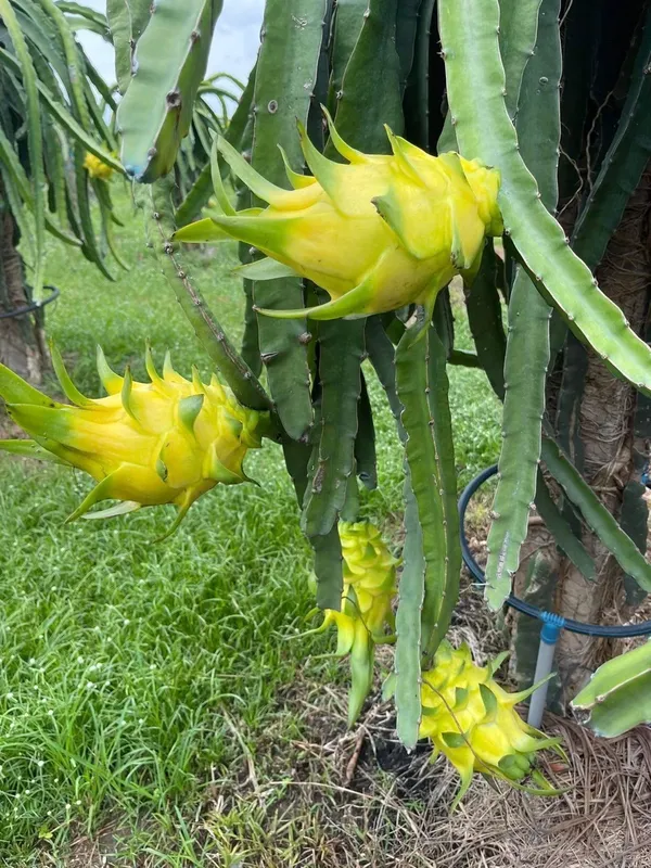 Most_Expensive_Yellow_Dragon_Healthy_Fruit_Plant_&_Tree_For_Home_Garden_(1.5-3.5_Ft_Hight)_Dwarf_Variety_Yellow_Dragon_Inside_Flesh_White_With_Tiny,_Black_Seeds_Hybrid