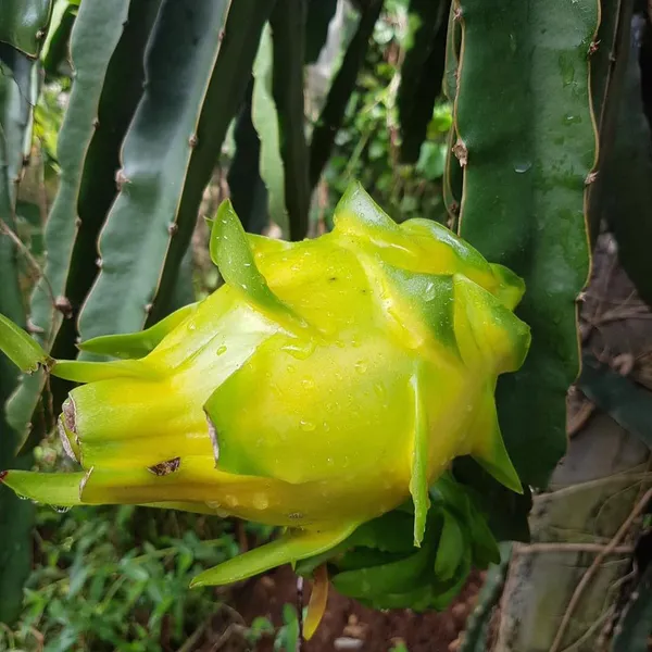 Most_Expensive_Yellow_Dragon_Healthy_Fruit_Plant_&_Tree_For_Home_Garden_(1.5-3.5_Ft_Hight)_Dwarf_Variety_Yellow_Dragon_Inside_Flesh_White_With_Tiny,_Black_Seeds_Hybrid