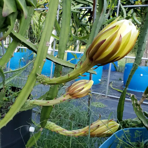 Most_Expensive_Yellow_Dragon_Healthy_Fruit_Plant_&_Tree_For_Home_Garden_(1.5-3.5_Ft_Hight)_Dwarf_Variety_Yellow_Dragon_Inside_Flesh_White_With_Tiny,_Black_Seeds_Hybrid