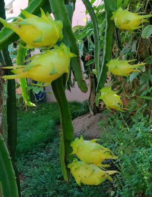 Most_Expensive_Yellow_Dragon_Healthy_Fruit_Plant_&_Tree_For_Home_Garden_(1.5-3.5_Ft_Hight)_Dwarf_Variety_Yellow_Dragon_Inside_Flesh_White_With_Tiny,_Black_Seeds_Hybrid