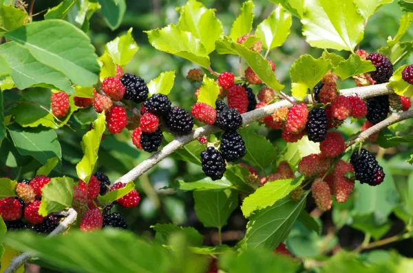 Mulberry_Long_Hybrid_Fruit_Plant