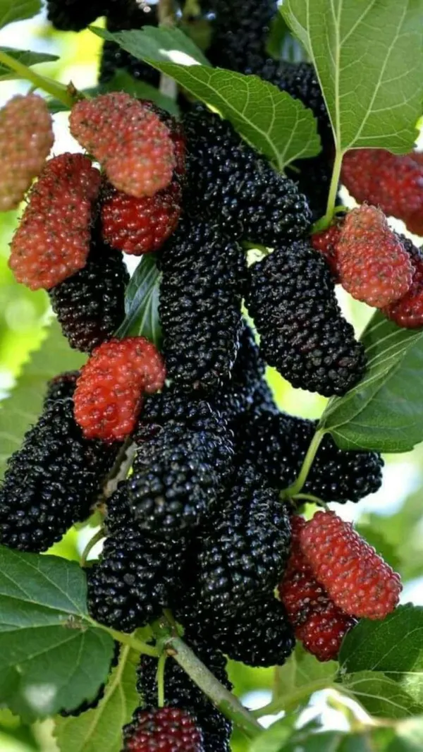 Mulberry_Healthy_Fruit_Plant_&_Tree_(1.5-3.5_Ft_Hight)_For_Home_Gardening_Hybrid_Mulberry_Fruit_Plant
