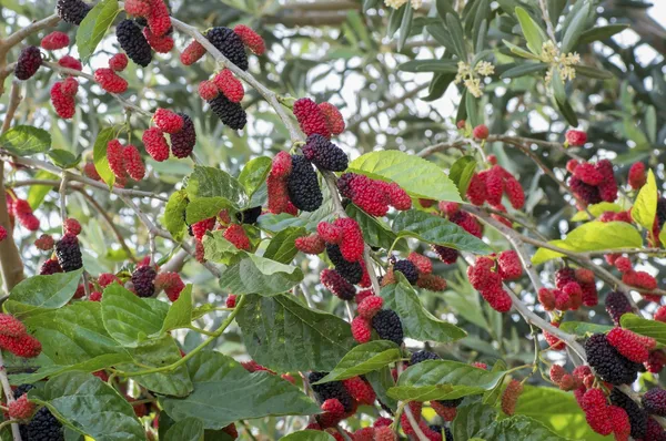 Mulberry_Healthy_Fruit_Plant_&_Tree_(1.5-3.5_Ft_Hight)_For_Home_Gardening_Hybrid_Mulberry_Fruit_Plant