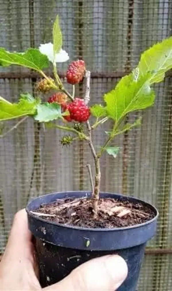 Mulberry_Healthy_Fruit_Plant_&_Tree_(1.5-3.5_Ft_Hight)_For_Home_Gardening_Hybrid_Mulberry_Fruit_Plant