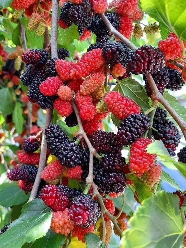 Mulberry_Healthy_Fruit_Plant_&_Tree_(1.5-3.5_Ft_Hight)_For_Home_Gardening_Hybrid_Mulberry_Fruit_Plant