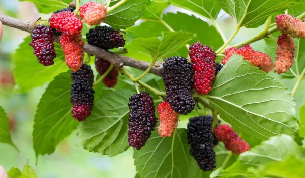Mulberry_Healthy_Fruit_Plant_&_Tree_(1.5-3.5_Ft_Hight)_For_Home_Gardening_Hybrid_Mulberry_Fruit_Plant