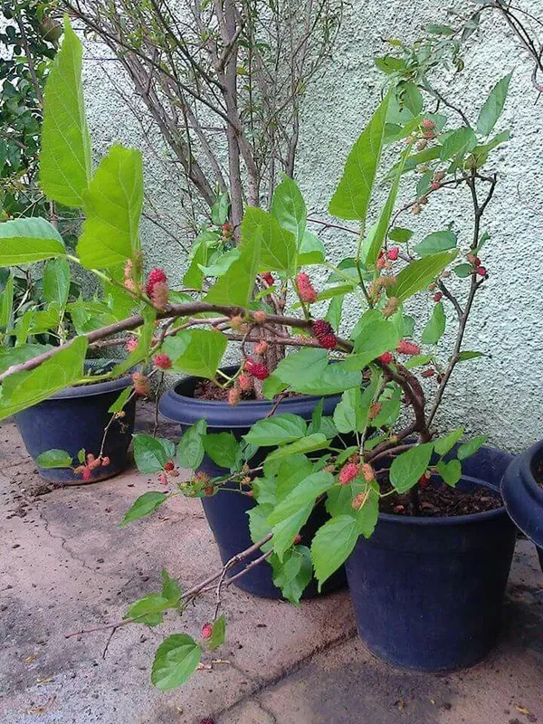 Mulberry_Shahtoot_All_Time_Variety_Fruit_(Air_Layering|Grafted__Plants_&_Tree_(1.5-3_Feet_Size)
