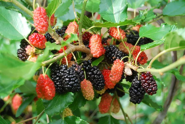 Mullberry_Healthy_Fruit_Plant_&_Tree_(1.5-3.5_Ft_Hight)_For_Sweet_Home_Gardening_Mullberry_Hybrid_Fruit_Plant