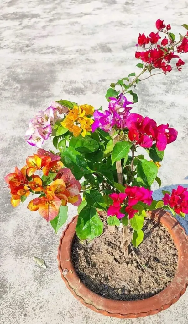 Multicolor_12_Month_Bougainvillea_Flowering_Live_Plant