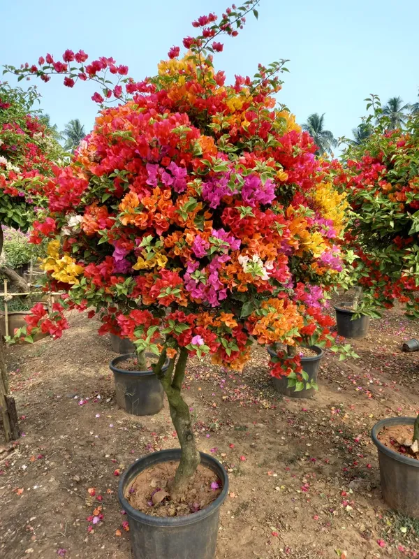 Multicolor_Bougainvillea_(Grafted_Flowering_Plant_&_Tree_For_Shrub|Bush|Sweet_Home_Decoration_&_Garden_Hybrid
