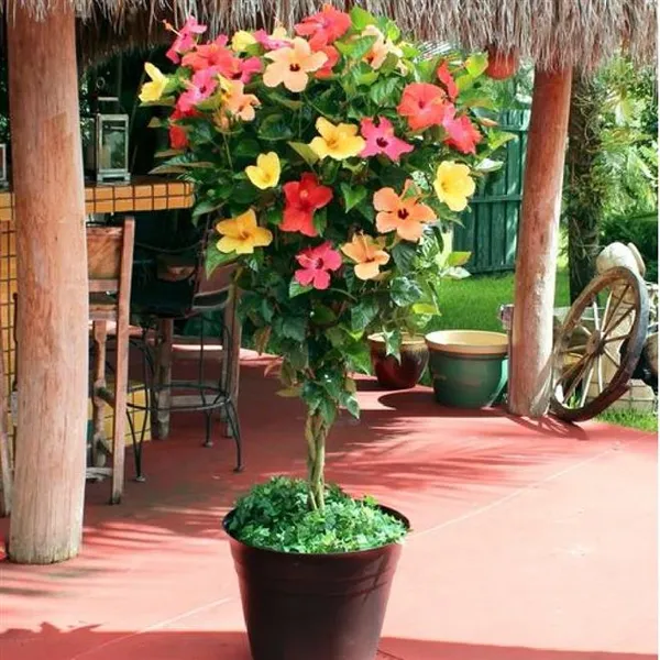 Multicolor_Hibiscus_(Grafted_Flowering_Plant_&_Tree_For_Home_Garden_Hybrid