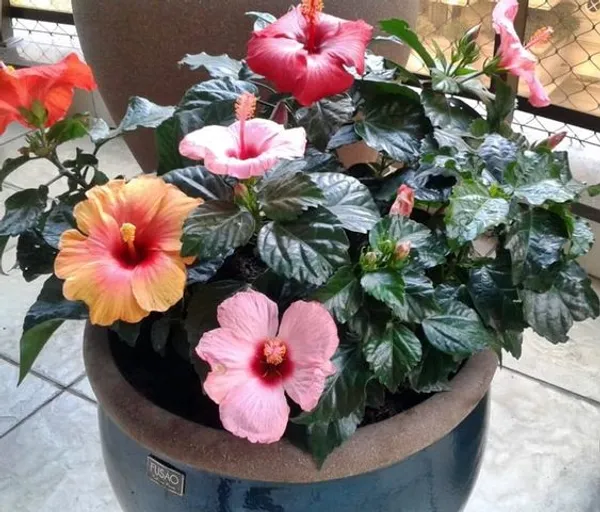Multicolor_(Grafted_Hibiscus__Flower_Plant_(1.5-3.5_Ft_Hight)_For_Your_Home_Gardening_Hybrid