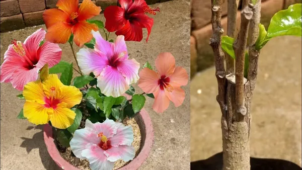 Multicolor_(Grafted_Hibiscus__Flower_Plant_(1.5-3.5_Ft_Hight)_For_Your_Home_Gardening_Hybrid