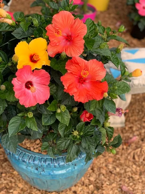 Multicolor_(Grafted_Hibiscus__Flower_Plant_(1.5-3.5_Ft_Hight)_For_Your_Home_Gardening_Hybrid