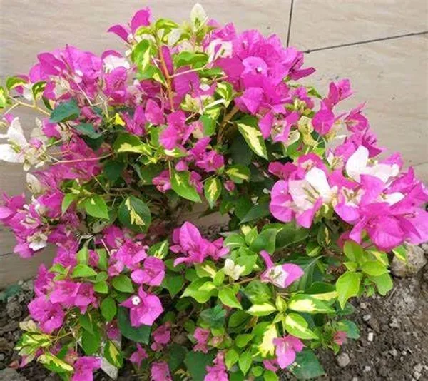 Multicolour__Bougainvillea__Shubra__Flowering_Plant_Hybrid