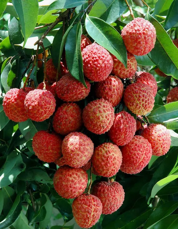 Muzzafarpur_Super_Juice_Litchi_Fruit_Plant_&_Tree_For_Home_Gardening_(1.5-3.5_Ft_Hight)_Hybrid