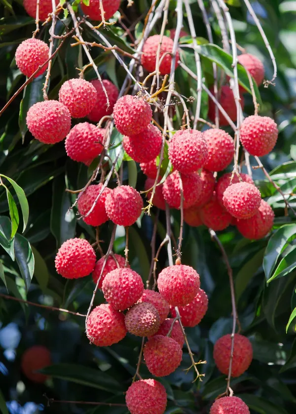 Muzzafarpur_Super_Juice_Litchi_Fruit_Plant_&_Tree_For_Home_Gardening_(1.5-3.5_Ft_Hight)_Hybrid