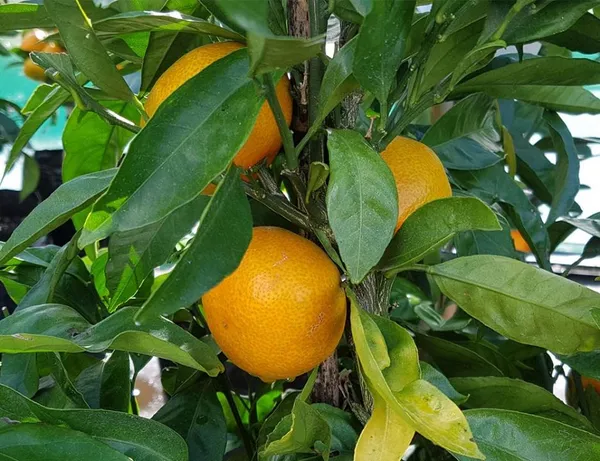 Nagpur_Orange|Mandarin_Healthy_Fruit_Plant_&_Tree_(1.5-3.5_Ft_Hight)_For_Home_Gardening__Hybrid_Orange_Fruit_Plant