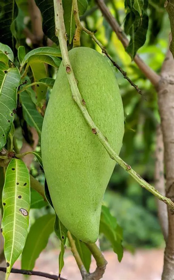 Nam_Doc_Mai_Grafted_ll_Time_Mango_Fruit_Plant
