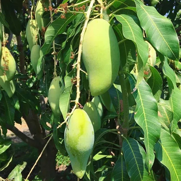 Nam_Doc_Mai_Grafted_ll_Time_Mango_Fruit_Plant