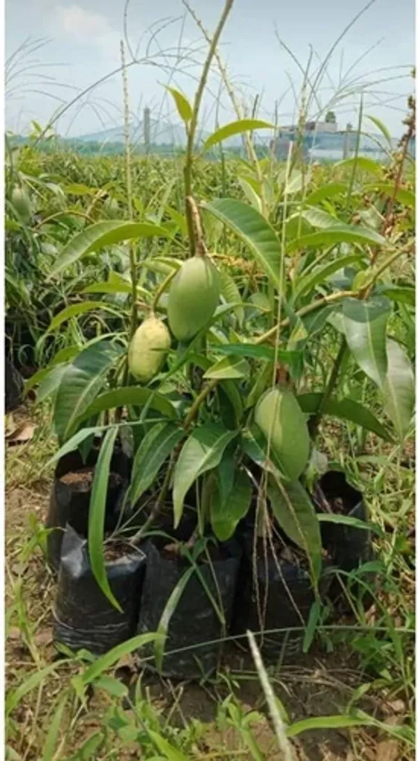 Nam_Doc_Mai_Grafted_ll_Time_Mango_Fruit_Plant