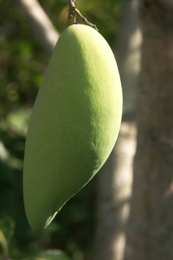 Nam_Doc_Mai_Grafted_ango_Tree_-_Thai_Favorite_Mango_Plant_&_Tree
