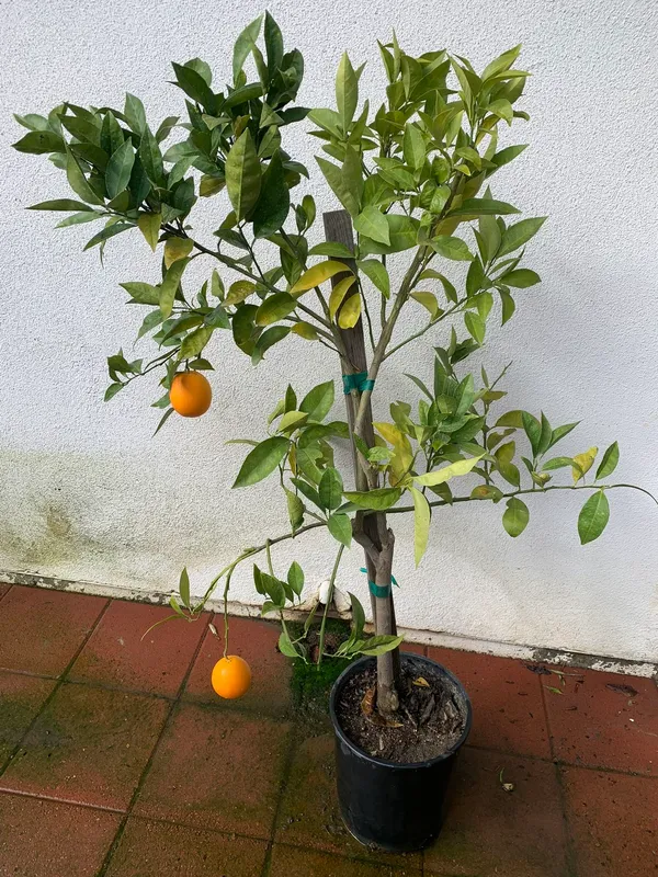 Navel_Orange_Fruit_Plant_&_Tree_(1.5-3.5_Ft_Hight)_For_Your_Sweet_Home_Gardening_Hybrid